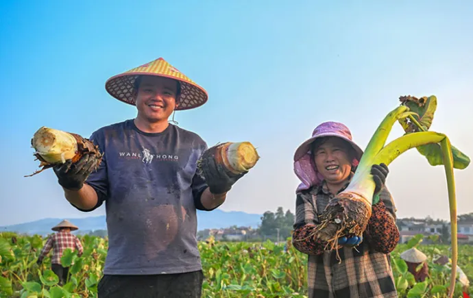 Villagers Busy Harvesting Taro in Ningxiang