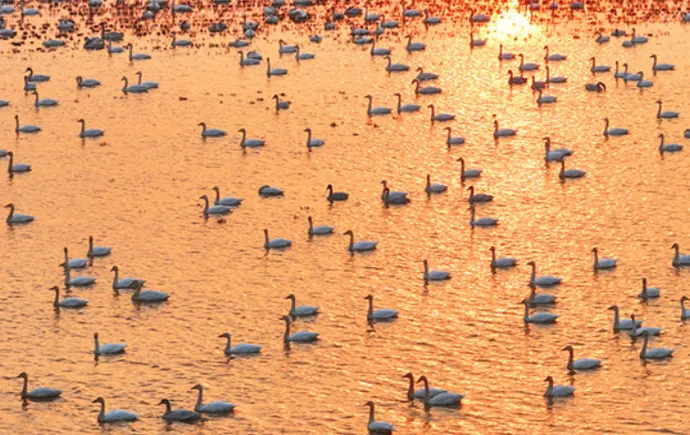 Swans Flock to Donggu Lake Wetland for Wintering