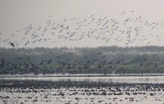 Migratory Birds Flock to Dongting Lake