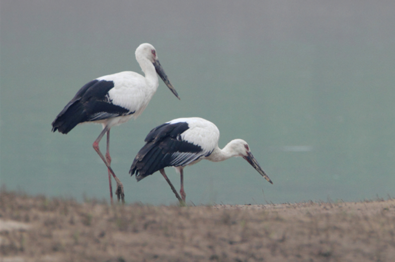 13th Dongting Lake International Bird Watching Festival Opens