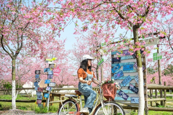 Cherry Blossoms Bloom at Liuyang River No. 1 Bay Scenic Area