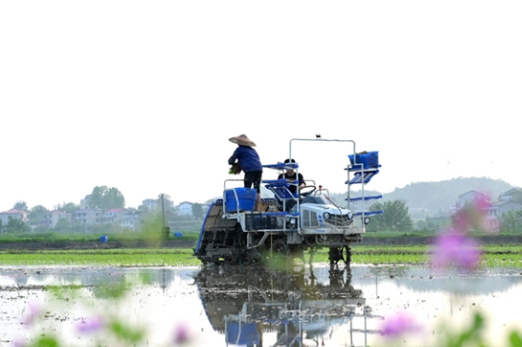 Farmers Busy Transplanting Rice Seedlings Across Hunan