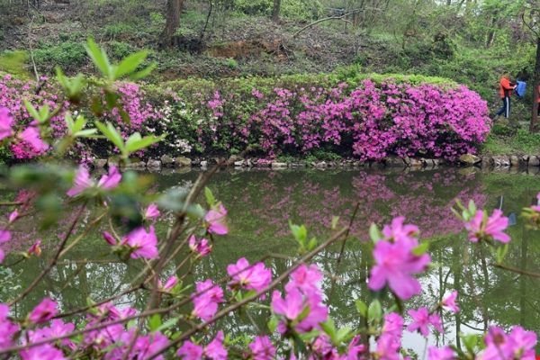 Blooming Azalea Flowers on Yuelu Mountain