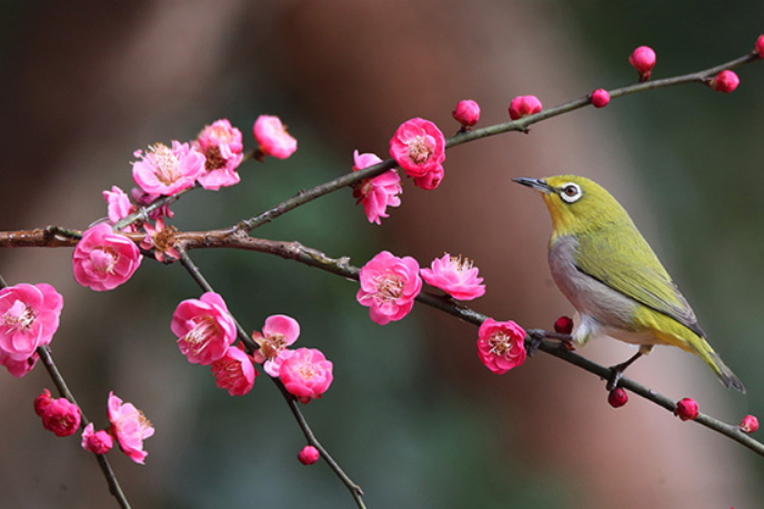 Spring Scenery of Birds and Blossoms in Hunan