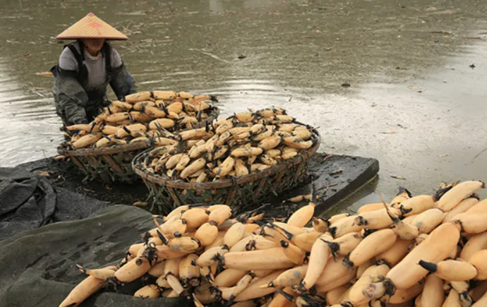 Lotus Root Cultivation Helps Increase Farmers