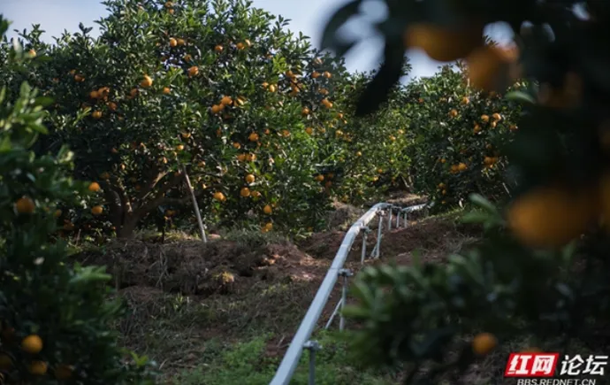 Mayang Sweet Orange Sells Well Abroad