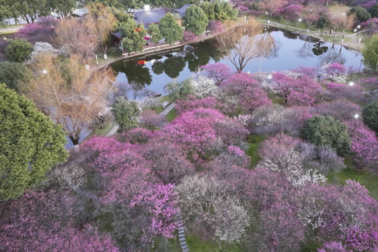 Plum Blossoms Bloom on Orange Isle