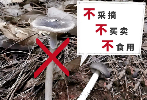 毒菇难辨 生命无价 扫码获取防治工具箱