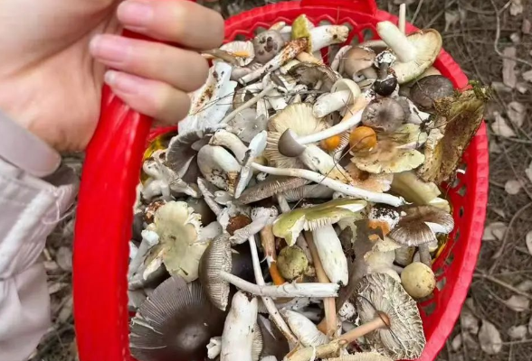 湖南已进入高发期！看上去平平无奇的它们，已经造成47人中毒！老人、儿童是高发人群
