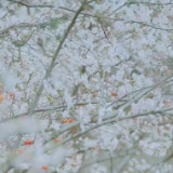满园樱花怒放 长沙浔龙河樱花节门票免费送