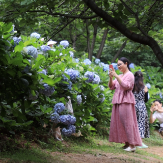 绣球花开惠民活动上演 和湖南省植物园来场“夏之恋”