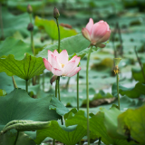 夏日旅游“上新”丨长沙第一波荷花开了！快来月湖公园赏碧波靓影