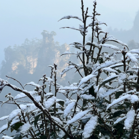 张家界武陵源景区迎来新年首场降雪