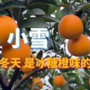 二十四节气·小雪｜麻阳的冬天，是冰糖橙味的