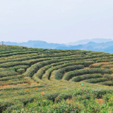 从千年旱码头到万亩茶田 湘西乡村振兴绘就文旅融合新图景