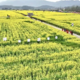 汝城大坪镇油菜花开 游客踏青出游尽享春日时光
