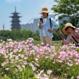 花草新闻社丨洋湖月见草花海：春日里的粉色浪漫