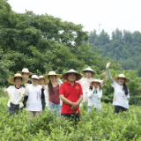 青春设计赋能莓茶产业 长沙学院学子助力乡村振兴
