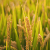 散文丨王达能：稻收时节