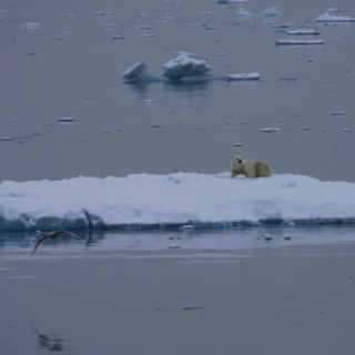 随笔丨范良君：追寻北极熊，在格陵兰