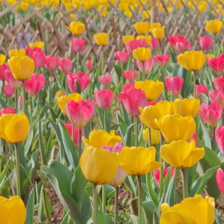 湖南省植物园樱花季上线，30余种郁金香也开了