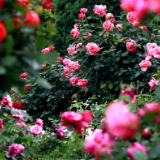 “五一”来湘聚丨湖南省植物园邀你探秘“真假”玫瑰，畅游浪漫花海