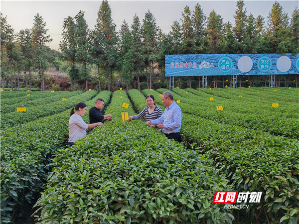 湖南省农科院“春剪秋控”技术助力秋茶抗旱丰产