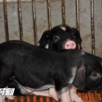 肉价连涨27周！湖南投放储备猪肉2652.26吨
