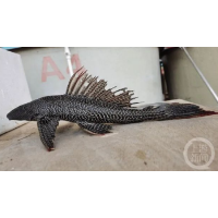 “清道夫”等外来30鱼种进入长江,乱放生是祸首