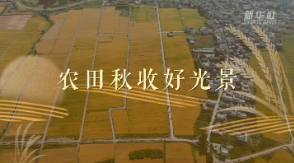 “欢度国庆·丰收图景”主题报道丨农田秋收好光景