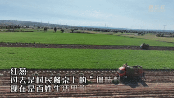 秋收见闻｜陕西靖边：昔日“调味料” 今朝“增收苗”