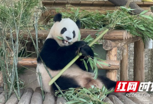 视频丨在长沙的大熊猫“大美”5岁生日啦 祝它成年快乐！