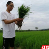 乡村追梦人丨曹秦卫：用心种出绿色标准“五色米”