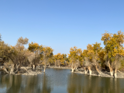 别眨眼!和时小刻一起领略阿克苏醉美胡杨林
