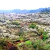 广西平乐：李花如雪一树白 漫山盛开迎客来