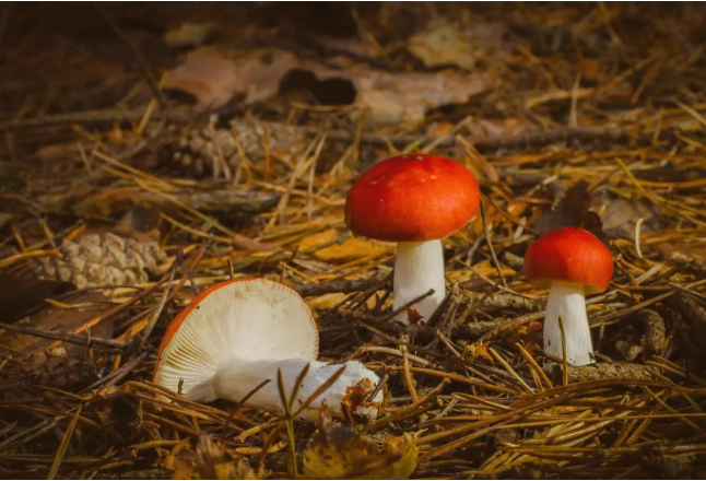 雨水多发季，这种疾病进入高发期！湖南疾控发出提醒