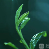 非遗有新人｜柳倩楠：洞庭妙手续写千年茶香传奇