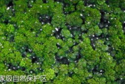 100秒！带你打卡祖国红树林美景