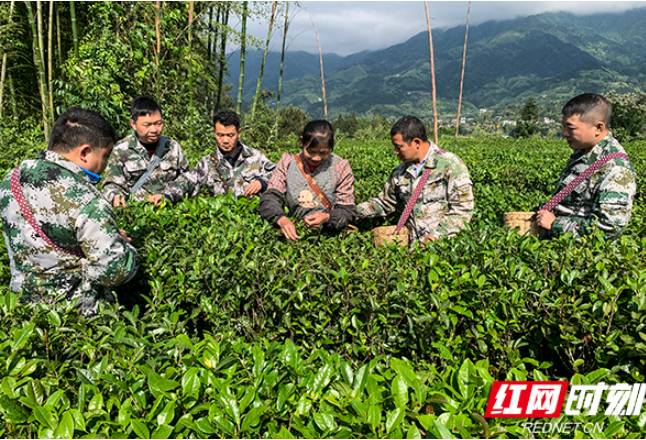 桂东县人武部：抓住好天气 民兵采茶助农忙