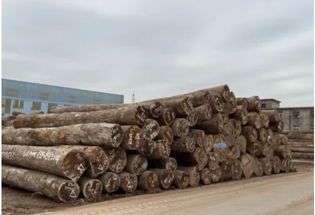 城陵矶进境原木指定监管场地启用满3个月
累计进口原木1.76万立方米