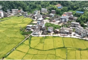 早稻收割抓紧开展 多项举措稳面积、促增产、提效率