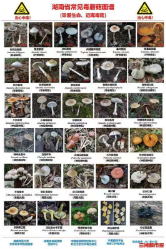 别做“菇”勇者！湖南首次发布野生蘑菇诊疗规范