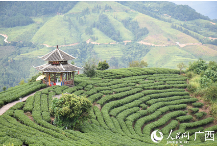 多彩民族有多彩丨广西三江:茶旅融合激发乡村振兴新动能