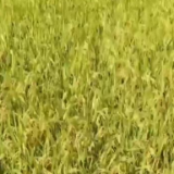 金秋水稻收割忙 风吹稻浪好“丰”景