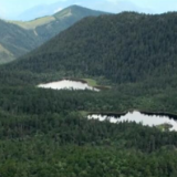加强生物多样性保护 “雪山精灵”滇金丝猴种群数量稳步增加