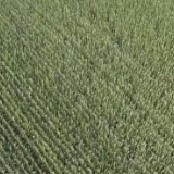 粮食主产区迎丰收 规模化经营 为好技术找到用武之地