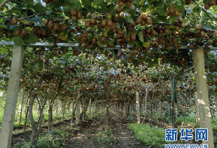 高质量发展调研行丨小小猕猴桃，变身乡村振兴“致富果”