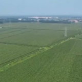 “济麦”“齐黄”“登海”等优质品种多次刷新全国高产纪录