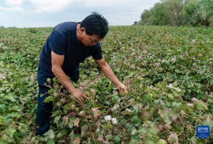 一带一路·零距离丨一朵棉花承载的坚守与梦想