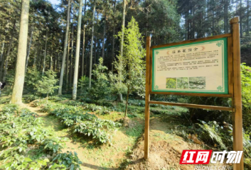 政策简读丨把林下经济打造成湖南林业产业新的重要增长极
